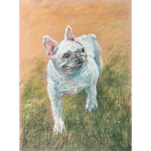 White Frenchie