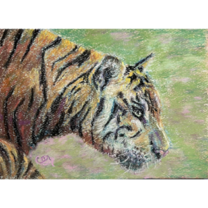 Tiger Stroll